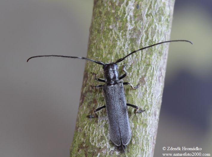 tesařík, Stenostola ferrea, Cerambycidae, Saperdini (Brouci, Coleoptera)